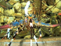 /album/photogalery-fish-species/a-81-edited-jpg/